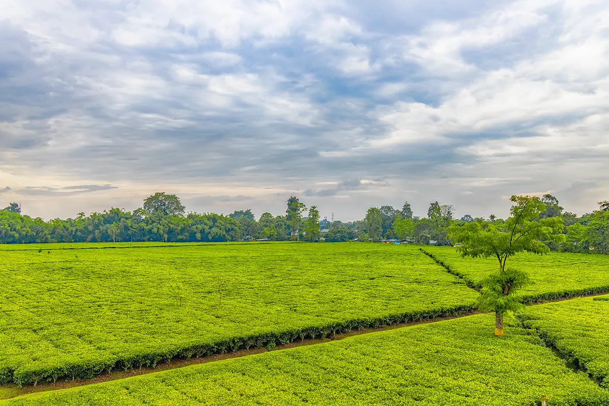 File:Tea garden of Assam.jpg