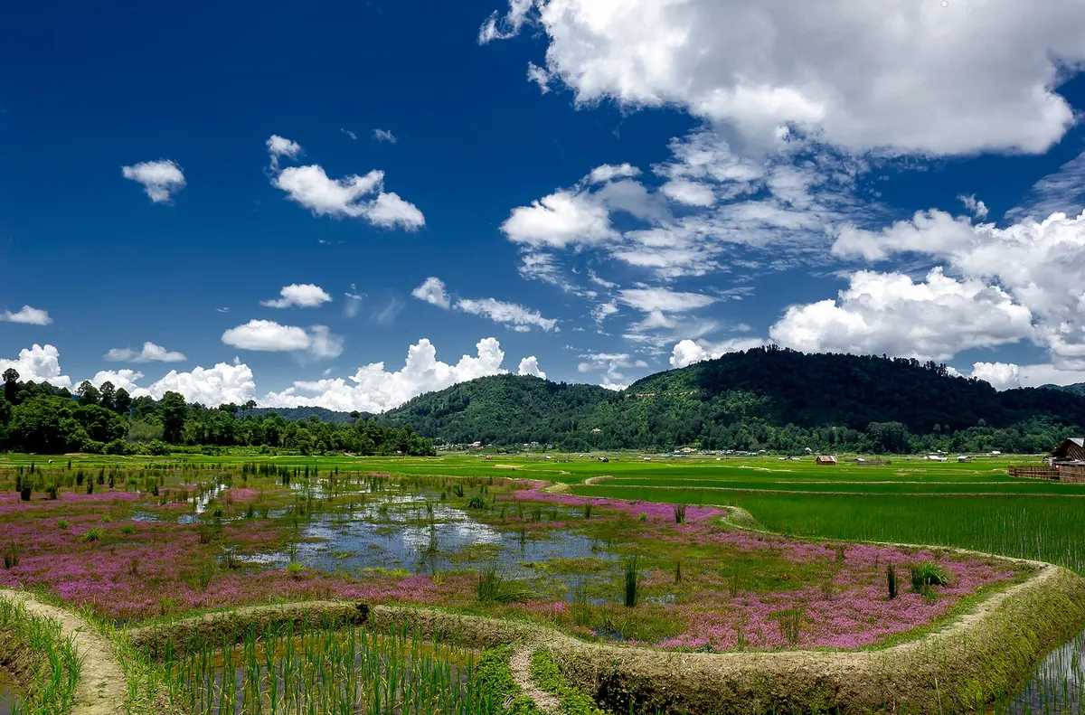 File:Ziro valley of Aruncahl in summer season.jpg
